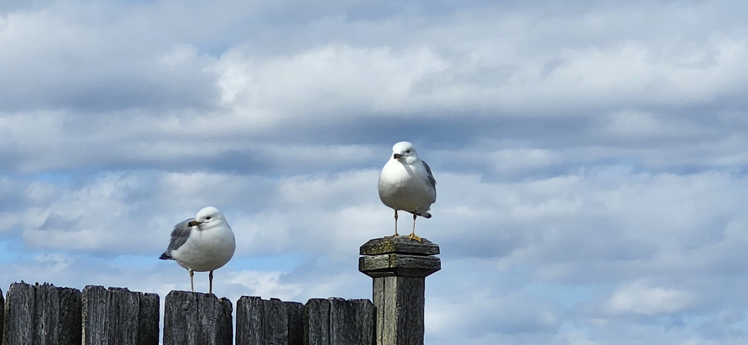 2 Seagulls - Photography by Jessica Struzik